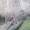 Tralci di potatura