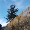 Potare O Tagliare Alberi