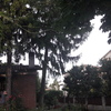 Potare O Tagliare Alberi