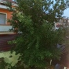 Potare O Tagliare Alberi