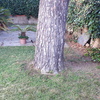 Potare O Tagliare Alberi