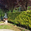 Potare O Tagliare Alberi