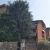 Potare O Tagliare Alberi