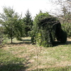 Potare O Tagliare Alberi