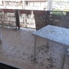 Pulizia Guano Piccioni