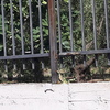 Disinfestazione da Insetti