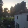 Potare O Tagliare Alberi