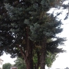 Potare O Tagliare Alberi