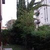 Potare O Tagliare Alberi
