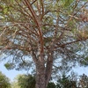 Potare O Tagliare Alberi