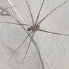 Disinfestazione da Insetti