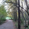 Potare O Tagliare Alberi