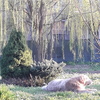 Potare O Tagliare Alberi