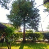 Potare O Tagliare Alberi