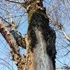 Potare O Tagliare Alberi