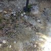 Posare Cemento Stampato