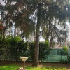 Potare O Tagliare Alberi