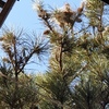 Potare O Tagliare Alberi