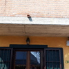 Fornire Tenda Da Sole (Senza Installazione)