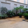 Potare O Tagliare Alberi