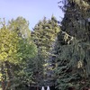 Potare O Tagliare Alberi