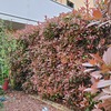 Potare O Tagliare Alberi