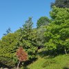Potare O Tagliare Alberi
