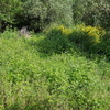 Pulire Terreno Agricolo