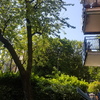 Potare O Tagliare Alberi