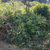 Smaltire Potatura