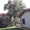 Potare O Tagliare Alberi