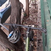 Potare O Tagliare Alberi