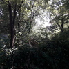 Pulire Terreno Agricolo