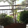 Potare O Tagliare Alberi