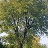 Potare O Tagliare Alberi
