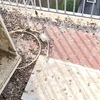 Pulizia Guano Piccioni