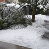 Potare O Tagliare Alberi