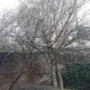 Potare O Tagliare Alberi