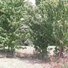 Sgombero terreno da alberi
