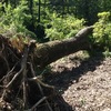 Abbattere alberi di robinia e smaltire pioppo