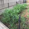 Manutenzione Giardino