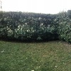 Potare O Tagliare Alberi