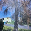 Abbattimento albero