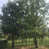 Potare O Tagliare Alberi