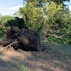 Potare O Tagliare Alberi