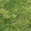 Manutenzione Giardino