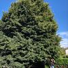 Potare O Tagliare Alberi