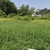Manutenzione Giardino