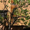 Tagliare albero di fico