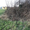 Pulire Terreno Agricolo